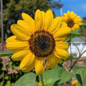 Meet your Posher, Sunflower